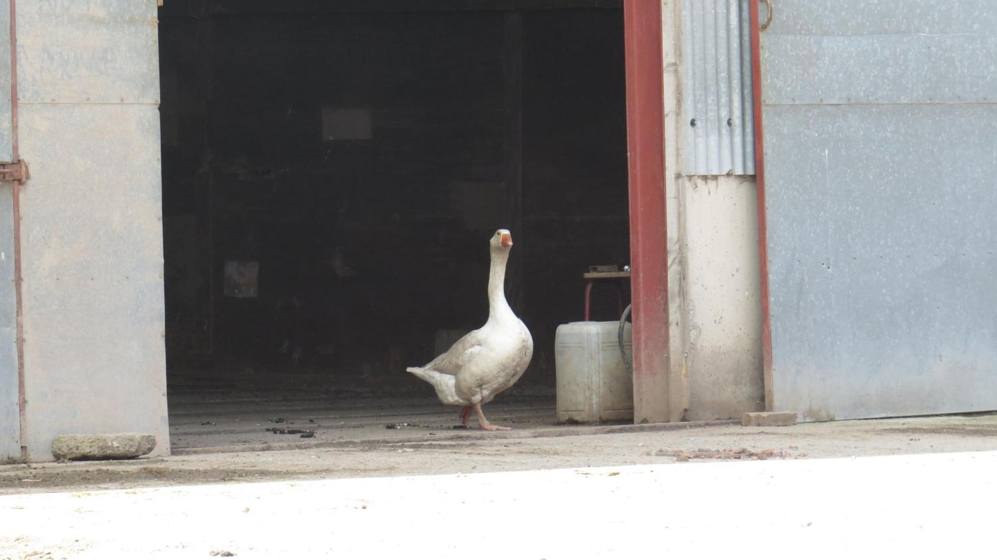 The Hayloft, End Farm Leominster